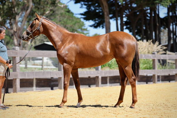Lot 423: Written By / Sachariste (USA)