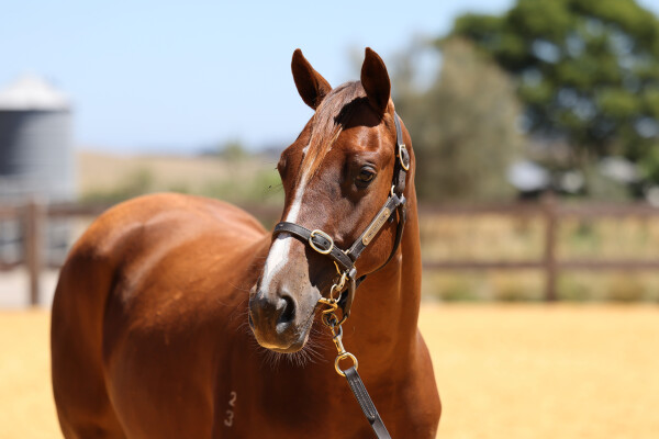 Lot 423: Written By / Sachariste (USA)