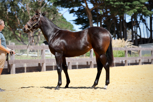 Lot 465: Hellbent / Silky Brown