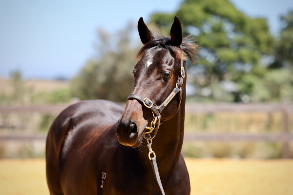 Lot 465: Hellbent / Silky Brown
