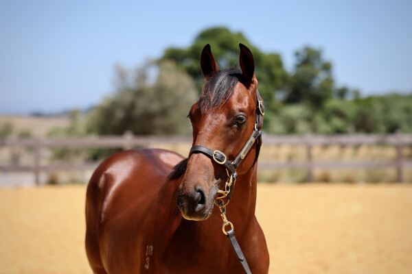 Lot 494: Pinatubo (IRE) / Stolen Angel