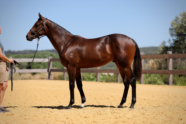 Lot 506: Proisir / Super Tui (NZ)