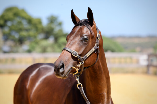 Lot 506: Proisir / Super Tui (NZ)