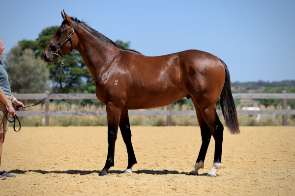 Lot 512: King's Legacy / Sweet Temptations