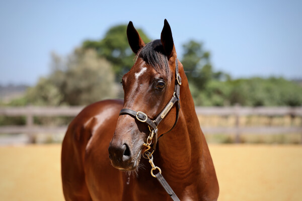 Lot 512: King's Legacy / Sweet Temptations