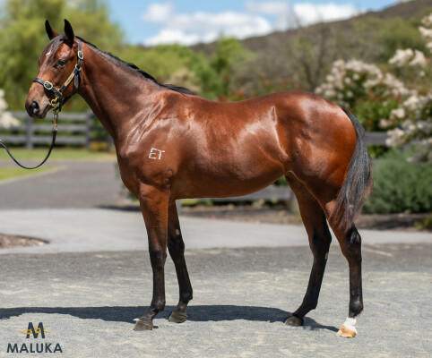 Lot 96: Blue Point (IRE) / Cavalry Rock6