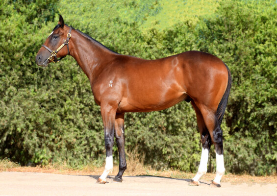Lot 574: Grunt (NZ) / All About Rhythm