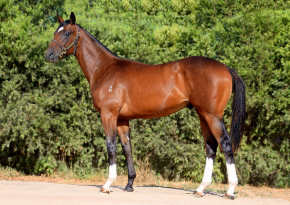 Lot 574: Grunt (NZ) / All About Rhythm