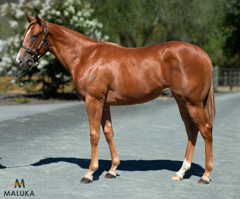 Lot 586: Lucky Vega (IRE) / Bhutan