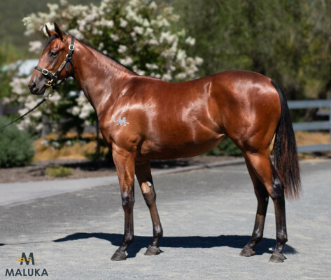Lot 649: Profiteer / Grinzinger Strasse (NZ)