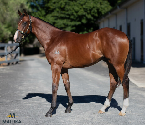 Lot 240: Satono Aladdin (JPN) / Kentucky May (USA)