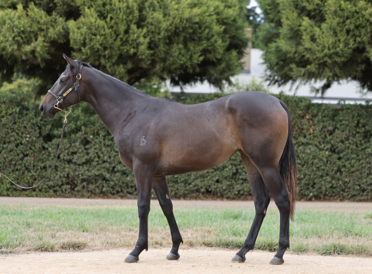 Lot 605: Trapeze Artist / Champagne Dame