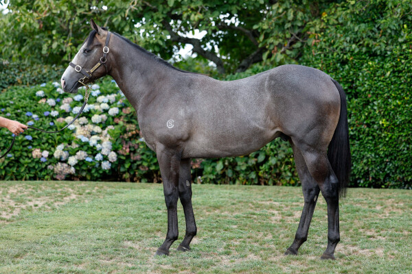 Lot 502: Sword of State / Street Groove