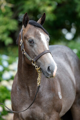 Lot 502: Sword of State / Street Groove