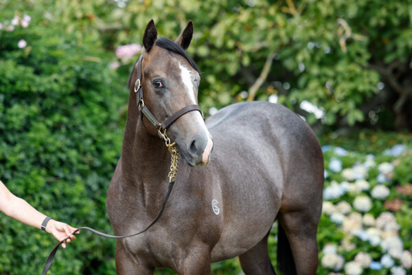 Lot 502: Sword of State / Street Groove