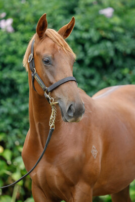 Lot 34: Super Seth / Angel in Bluejeans (NZ)