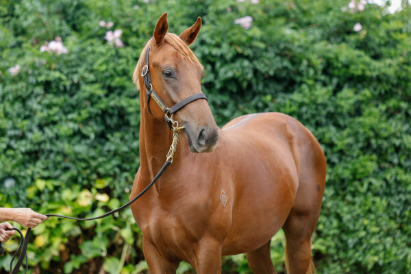 Lot 34: Super Seth / Angel in Bluejeans (NZ)