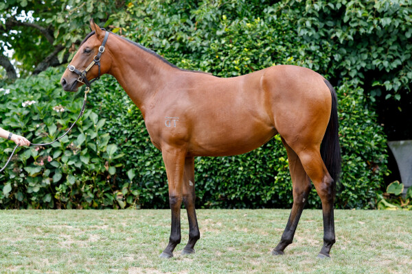 Lot 57: Bivouac / Balancing Act