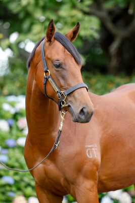 Lot 57: Bivouac / Balancing Act