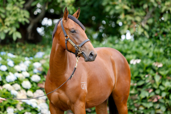 Lot 57: Bivouac / Balancing Act