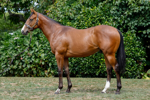 Lot 107: Brutal (NZ) / Chivargo