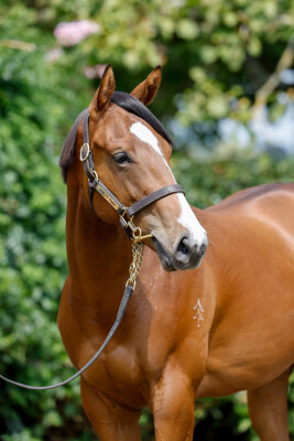 Lot 107: Brutal (NZ) / Chivargo