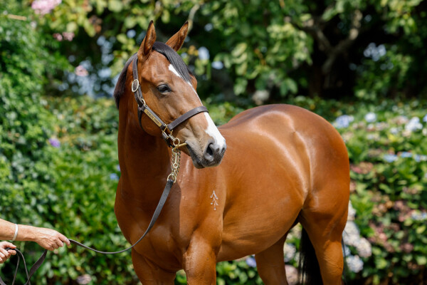 Lot 107: Brutal (NZ) / Chivargo