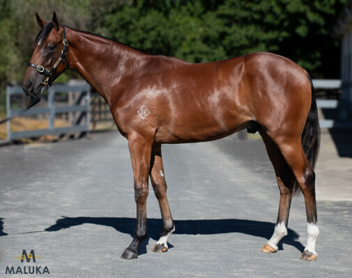 Lot 612: King's Legacy / Cribbage