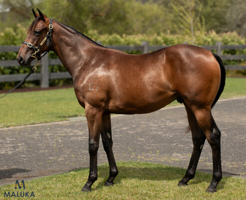 Lot 668: Harry Angel (IRE) / Kings Brook
