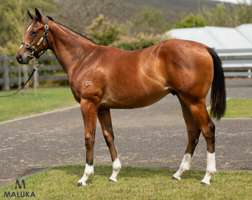 Lot 501: Castelvecchio / Street 'em Sheila (USA)