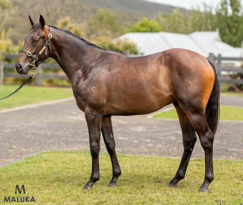 Lot 609: Gold Standard / Clementina (NZ)