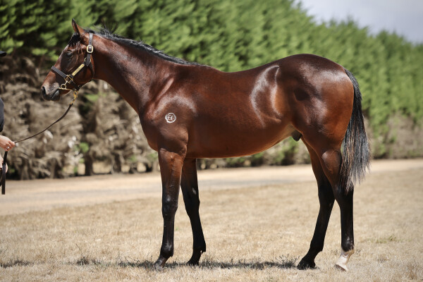 Lot 89: Shamus Award / Caesour's Dream (NZ)