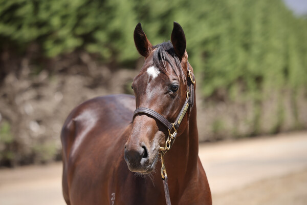 Lot 89: Shamus Award / Caesour's Dream (NZ)