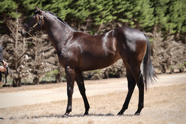 Lot 143: Shamus Award / Discrepancy (NZ)