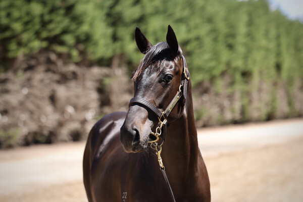 Lot 143: Shamus Award / Discrepancy (NZ)