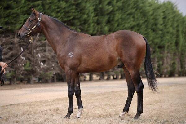 Lot 235: Shamus Award / Kazoku