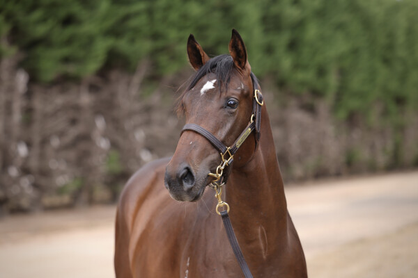Lot 235: Shamus Award / Kazoku