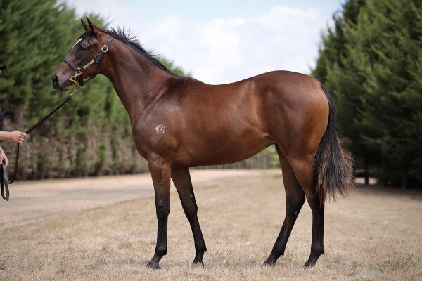 Lot 545: Exceedance / Vicennalia (USA)