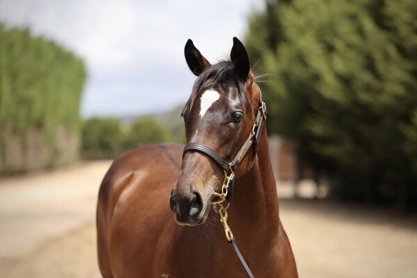 Lot 545: Exceedance / Vicennalia (USA)