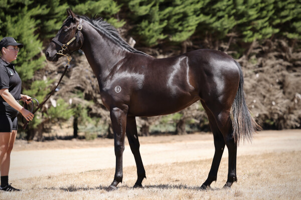 Lot 660: Shamus Award / Impulsive Liaison