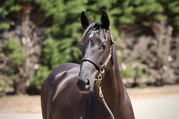 Lot 660: Shamus Award / Impulsive Liaison