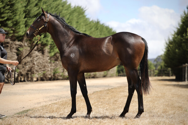 Lot 716: Shamus Award / Peggie's Choice