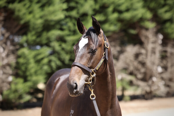 Lot 716: Shamus Award / Peggie's Choice