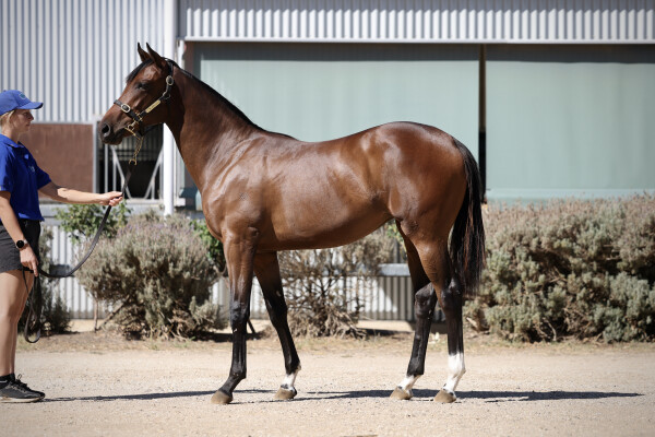 Lot 5: Toronado (IRE) / Zakayla (GB)