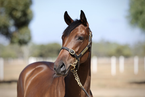 Lot 5: Toronado (IRE) / Zakayla (GB)