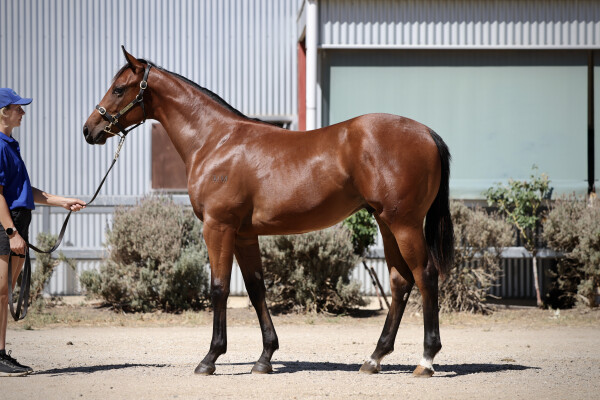Lot 40: Bivouac / Arabian Diamond