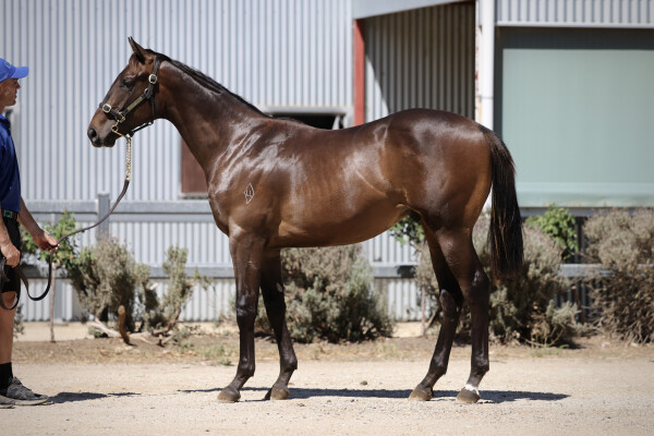 Lot 159: Street Boss (USA) / Erika