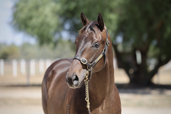 Lot 159: Street Boss (USA) / Erika
