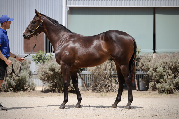 Lot 173: Pierata / Flash of Doubt