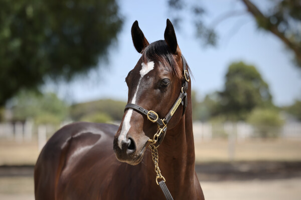 Lot 173: Pierata / Flash of Doubt